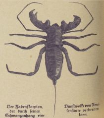 Der Fadenskorpion, der durch seinen Schwanzanhang eine Dunstvolke von Ameisensäure verbreiten kann.