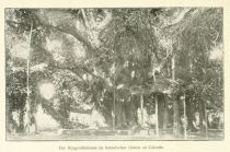 Indien 15 Der Nyagrodhabaum im botanischen Garten zu Calcutta