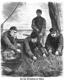 Fischer, Auf Heringsfang bei Rügen