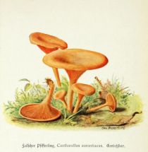 002 Falscher Pfifferling, Cantharellus aurantiacus. Genießbar