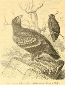 Der kleine Schreiadler (Aquila naevia, Meyer u. Wolf)