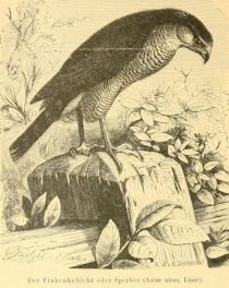 Der Finkenhabicht oder Sperber (Astur nisus, Linné)