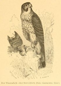 Der Turmfalk oder Rüttelfalk (Falco tinnunculus, Linné)