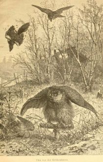 Der Uhu (Strix bubo, Linné)