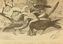 Der Kolkrabe (Corvus corax, Linné)