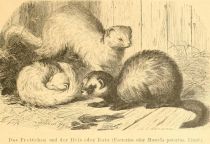 Das Frettchen und der Iltis oder Ratz (Foetorius oder Mustela putorius, Linné)