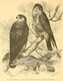 Der Rotfuß- oder Abendfalk (Falco rufipes, Beseke)