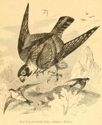 Lerchenfalk. (Falco subbuteo, Linné)