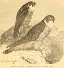 Der Wanderfalk, Taubenfalk (Falco peregrinus, Linné)