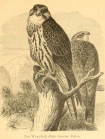 Der Würgfalk (Falco lanarius, Pallas)