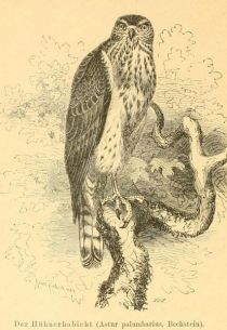 Der Hühnerhabicht (Astur palumbarius, Bechstein)