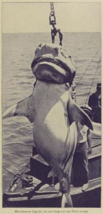 Ein erbeuteteter Tigerhai, der eine Länge von acht Meter erreicht