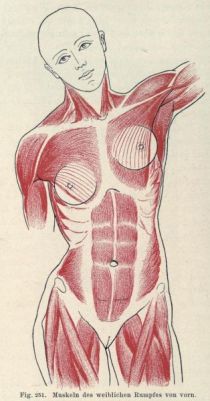 251. Muskeln des weiblichen Rumpfes von vorn