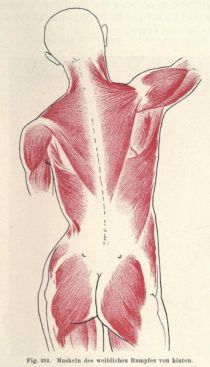 252. Muskeln des weiblichen Rumpfes von hinten