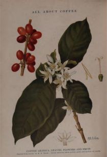 Kaffeestrauchblüte und Frucht