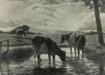 Kühe auf der Wiese