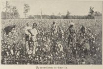 Baumwolle, Bauwollernte in Amerika