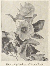 Baumwolle, Eine aufgebrochene Baumwollblüte