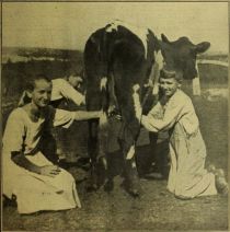 Jungbauern beim Melken einer Kuh