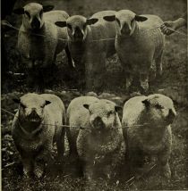 Schafe, Zuchttiere