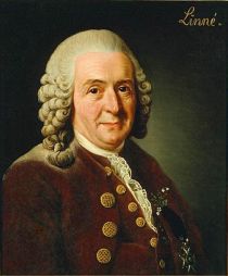 Linné, Carl von (1707-1778) schwedischer Naturforscher