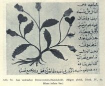 080. Aus arabischer DIOSKURIDES-Handschrift