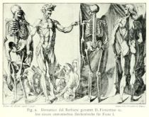 009 Domenico del Barbiere genannt D. Fiorentino sc. Aus einem anatomischen Zeichenbuch für Franz I.