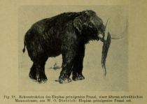 018 Rekonstruktion des Elephas primigenius Fraasi