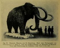 020 Mammut, Museum von St. Petersburg