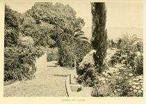 Madeira, Cypress and Daisies