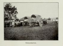 Brasilien 022 Ochsenkarren