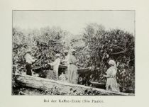 Brasilien 025 Bei der Kaffee-Ernte (Sao Paulo)