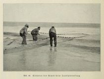 Nordseeküste, 036 Einholen des Netzes beim Sandspierenfang