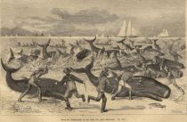 Fang der Schwarzfische an der Küste der Insel Nantucket