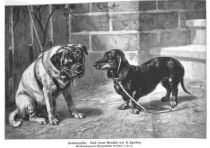 Haustiere, Hunde, Dackel (2)