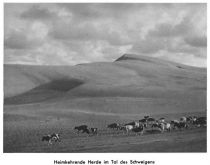 Kurische Nehrung 039 Heimkehrende Herde im Tal des Schweigens