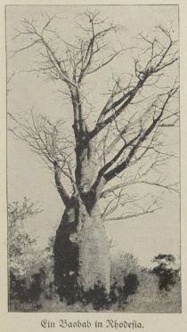 Affenbrotbaum, Ein Baobab in Rhodesia