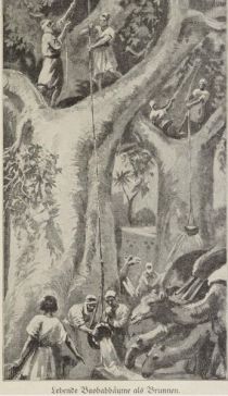 Affenbrotbaum, lebende Baobabbäume als Brunnen