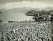 Die Schweiz 91 Weinernte bei Spiez am Thuner See