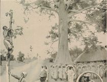 Das Anbringen einer Telegraphenleitung an lebende Feigenbäume in Zentralafrika. _1902