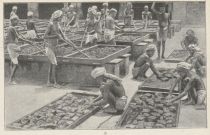 02. Das eingesammelte, eine halbweiche Masse bildende Opium wird durcheinander geknetet und zu Broten von 100 bis 200 Gramm Gewicht geformt.