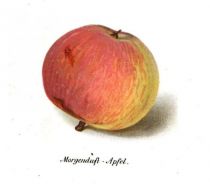 Morgenduft-Apfel