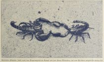 Weiblicher Skorpion (links) nach dem Begattungsakt im Kampf mit dem kleinen Männchen, das vom Weibchen aufgefressen werden soll