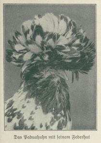 Hutmode im Vogelreich - Das Paduahuhn mit seinem Federhut