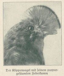 Hutmode im Vogelreich - Der Klippenvogel mit seinem purpurgesäumten Federkamm