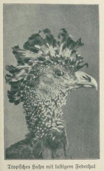 Hutmode im Vogelreich - Tropisches Huhn mit lustigem Federhut