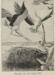 Vögel, Kämpfe um das besetzte Nest
