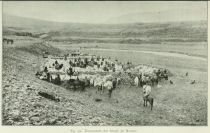 Island 1 029 Einsammeln der Schafe im Herbst