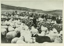 Island 1 032 Sortieren der Schafe in einer grossen Hürde