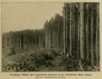 150jähriger Bestand von Crytomeria japonika in Japan